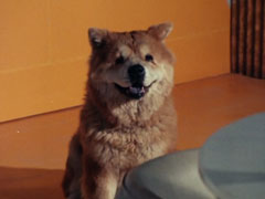 IC the Denjidog